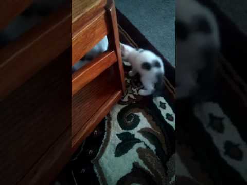 Hermanos catos peliando