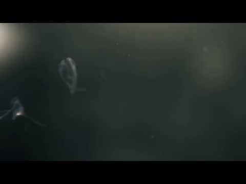 Acke Hallgren - Moral Compass