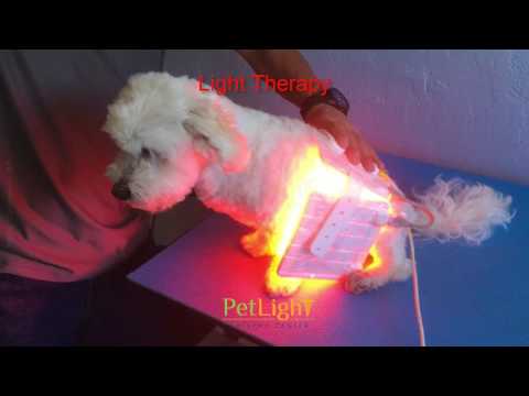 paralyzed dog is able to walk again