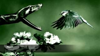 MESSAGE: The Bird and the Snake (Acoustic) - Wolves at the Gate - Lyric Video