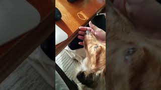 犬 撫でる 催促 Watch Hd Mp4 Videos Download Free