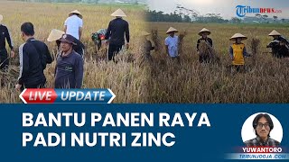 Suasana Polres Magelang Kota Bantu Panen Raya Padi Nutri Zinc di Gandusari, Ditanam 95 Hari Lalu