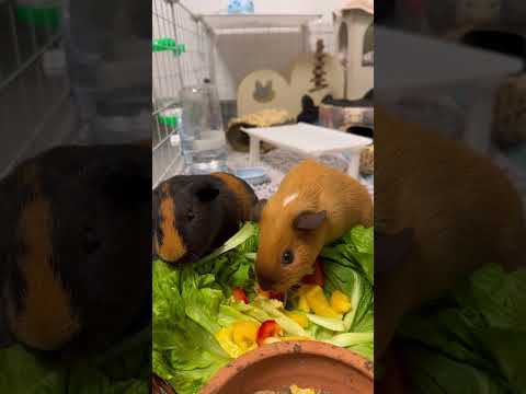 adorable guinea pig curiosity short