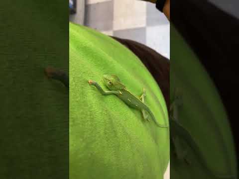 THE CHARMING CHAMELEON 🦎