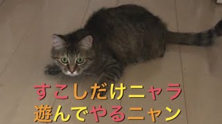 ボールに紐を通したオモチャでゆめちゃんを誘ってみた🐱 I invited Yume-chan in a toy with a string through a ball
