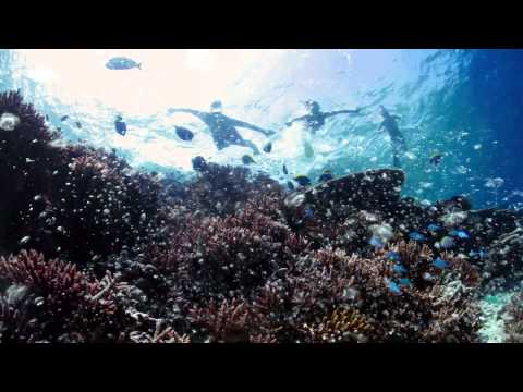 私たちの海を守るために (Help Protect Our Ocean)