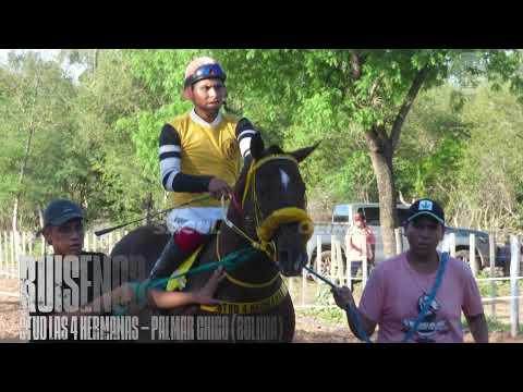 RUISEÑOR VS PIQUETERO VS CASCOTAZO