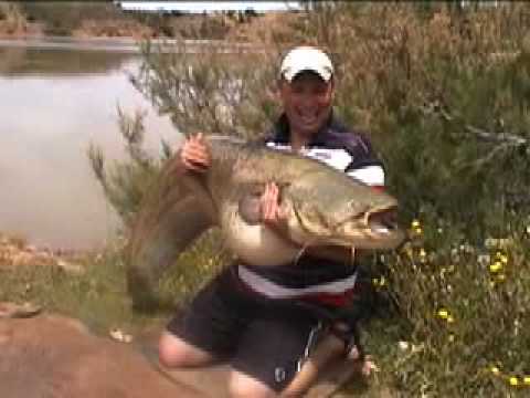 catfish fishing river ebro spain