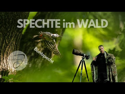 How to photograph WOODPECKERS in the FOREST #wildlife #outdoors #animalphotography