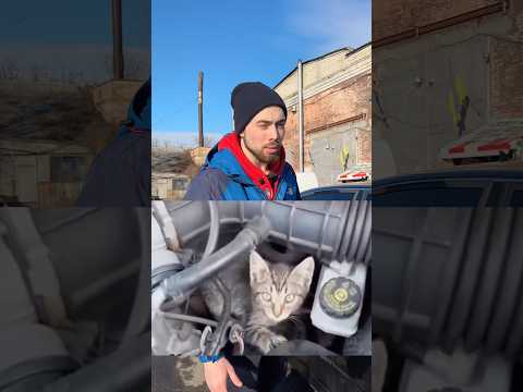 Котик внутри капота