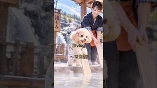 【旅Vlog】みんちゃんと行く、ほっこり温泉ひとり旅♨️　#トイプードル #温泉旅行 #ひとり旅 #旅Vlog #犬 #癒し動画 #ほっこり#食べ歩き