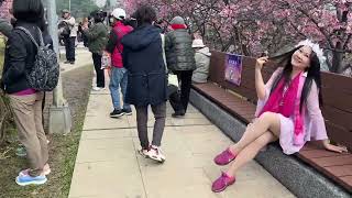 樂活櫻花🌸2025年2月4日星期二⛅️寒冷