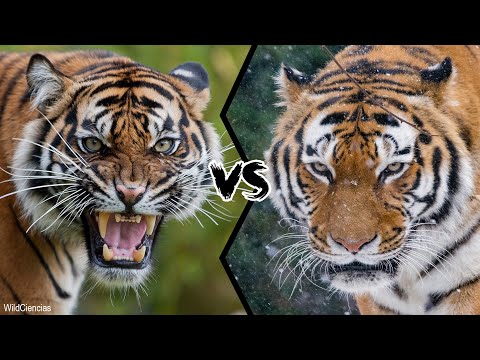 BENGAL TIGER VS SIBERIAN TIGER - Who Is The Strongest?