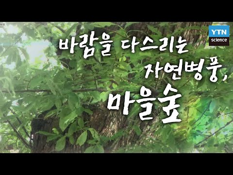 바람을 다스리는 자연병풍, 마을숲 / YTN 사이언스