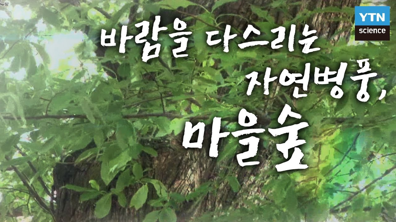 바람을 다스리는 자연병풍, 마을숲 / YTN 사이언스