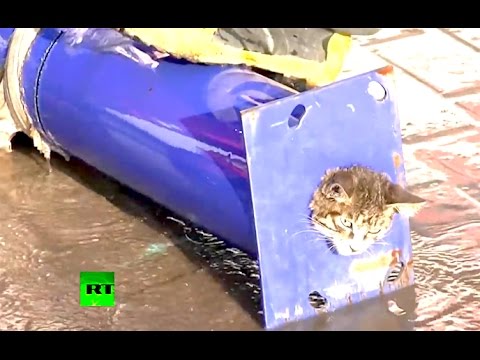 Ozzy Man Reviews: Cat Stuck in a Pipe