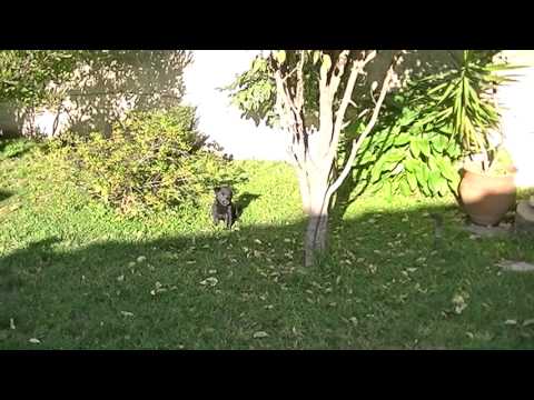 Nina jugando y Mora figureti