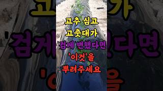 고추 심고 고춧대가 검게 변했다면 이것을 뿌려주세요