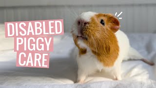 How I Cared for a Disabled Guinea Pig | My Miracle Piggy