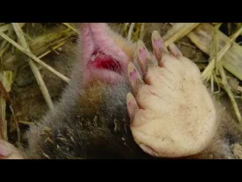 YouTube video about: How do you kill moles with marshmallows?