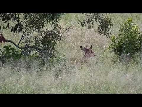 Djuma: Impala females and lambs - 12/04/20
