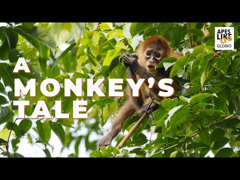 A MONKEY'S TALE