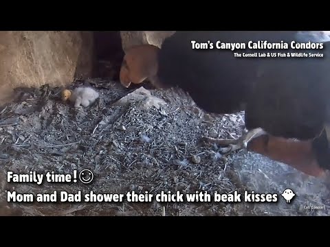 Tom's Canyon Condors🐦Family Time!😊Mom & Dad Shower Their Chick With Beak Kisses🐥2022-05-16