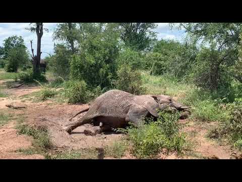 Young elephant bull enjoying the last little mud that was left in the puddle