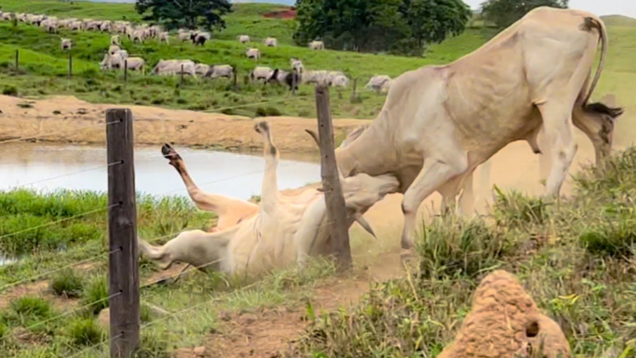 Olha no que deu a briga desses bois 🧐 #pecuaria #agro #fazenda #nelore