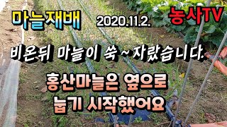 마늘재배,대서마늘, 홍산마늘 비온뒤 마늘상태. 홍산마늘 옆으로 눕기시작