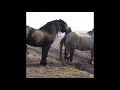 Stallion X Mare Wild Mating