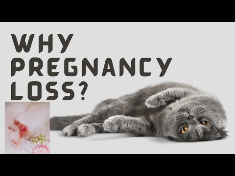Reasons Miscarriage In Cats || How to Help Your Cat Who Had a Miscarriage || Animalia Dot Pk
