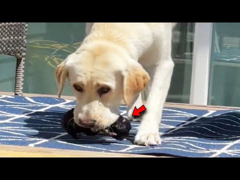 He Almost Swallowed A Tiny Kitten, But At The Last Moment This Happened!