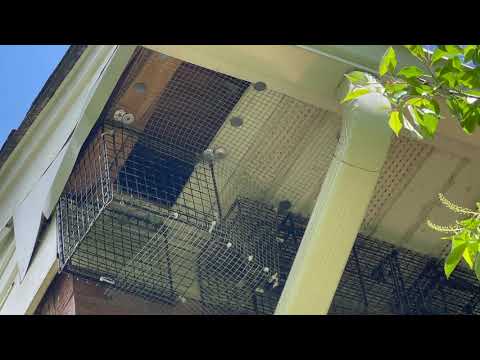 Raccoon Relocates to Homeowners Attic in Atlantic Highlands, NJ