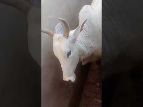 Respeita  a tradição Nordestina🌵#amor #art #moda #meta #motivation  #roça #agro #Vida #bahia