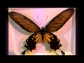 Flutterby