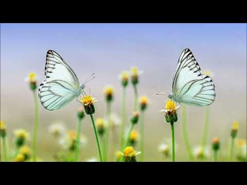 EMIL LASSARIA, DJ SAVA & LesFUNK ft TAMAZ Love Nwantiti