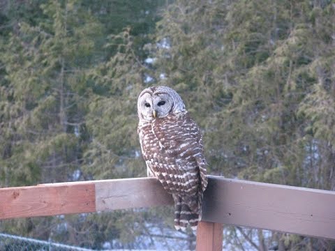 Barred Owl 210322