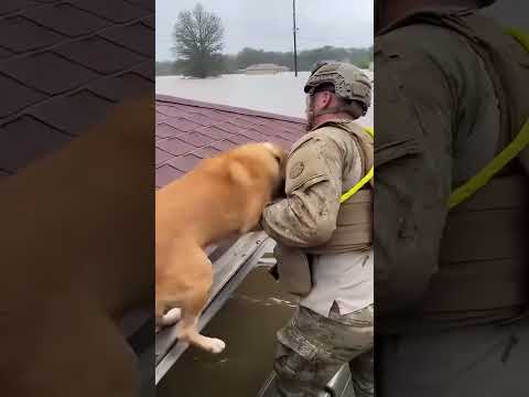 The puppy is stranded on the roof, but he is not alone.