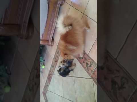 Cuteness tug of war: Pom versus Yorki