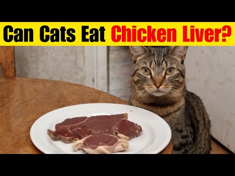 Can Cats Eat Chicken Liver? A Complete Guide to Safe Feeding