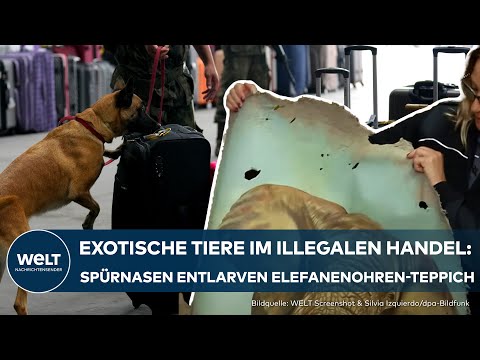 FRANKFURT: Einsatz auf vier Pfoten! Der Flughafen als Drehkreuz für skrupellose Tierschmuggler!