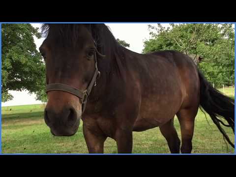 Quizz Horse Poney Horse riding Video