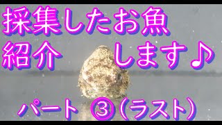 実はこんなの採れてました！！お魚紹介編③