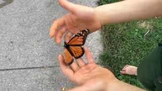 Three-Wingged Monarch Butterfly