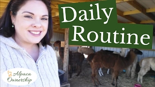 Paca Tuesday - Daily Alpaca Routine