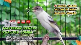 Download lagu Kenari GACOR NGEREK‼️ Masteran Kenari PAUD dan Pancingan Kenari MACET BUNYI dan Betina NGIWIR - 328 mp3 Download lagu Kenari GACOR NGEREK‼️ Masteran Kenari PAUD dan Pancingan Kenari MACET BUNYI dan Betina NGIWIR - 328 mp3