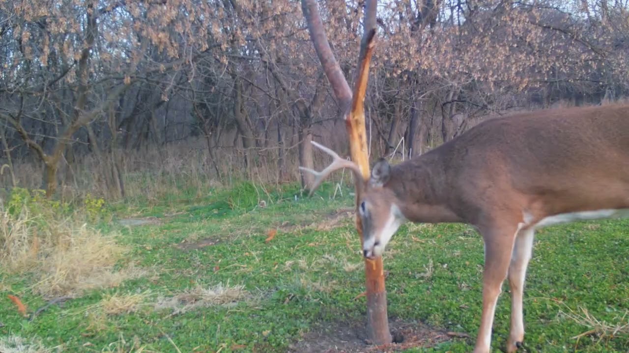 What are the hunting seasons in California? Tipseri