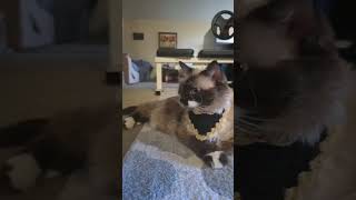 Cuteness 😻 #foryou #cat #catlover #ragdoll #cute #fashion #shorts