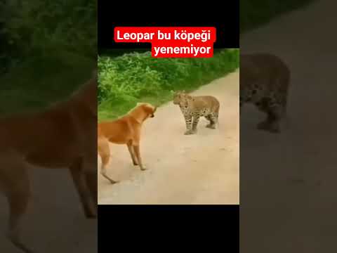 Leopar bu köpeği yiyemiyor